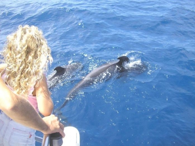 Pilot Whales (pilot whales)